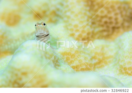 石垣青蛙 32846922