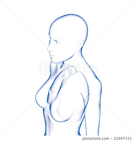 肺,女 肺,女 32847151