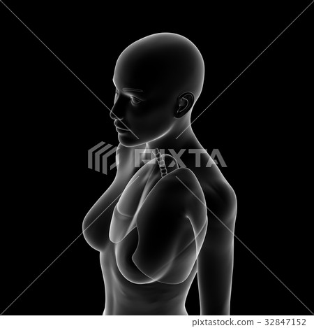 肺，女 32847152