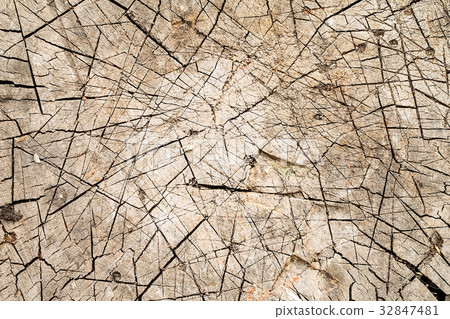 Wood texture of cutted tree trunk, closeup Wood texture of cutted tree trunk, closeup 32847481