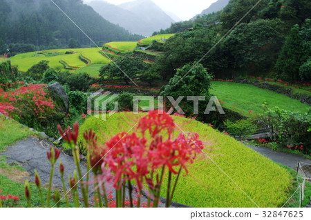 Terraced rice terraces and cluster amaryllis Terraced rice terraces and cluster amaryllis 32847625