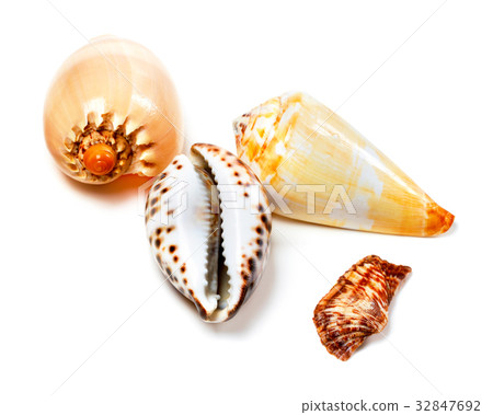 Various of exotic seashells on white Various of exotic seashells on white 32847692