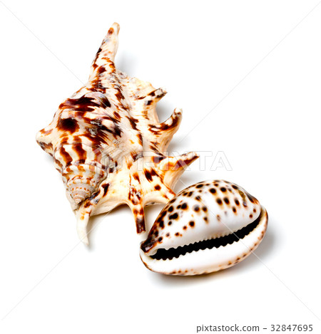 Two exotic seashells on white 32847695