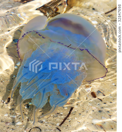 Jellyfish (Rhizostomae) in sea 32847698