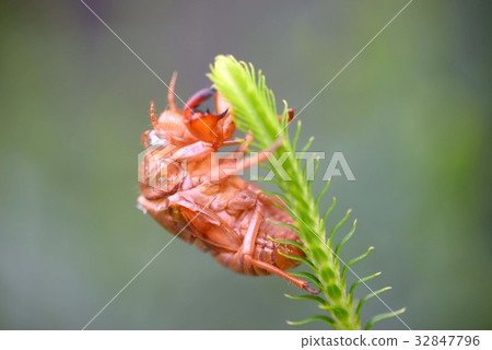 Abstract of Abra Zemi Abstract of Abra Zemi 32847796