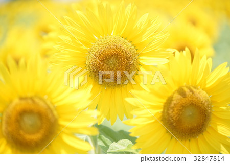 sunflower	 32847814