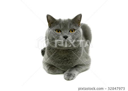 Cat with yellow eyes isolated on white background Cat with yellow eyes isolated on white background 32847973