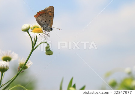 Himeyeon和Benjisimi Himeyeon和Benjisimi 32847977