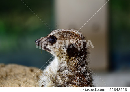 Tobu Animal Park Meerkat 32848328