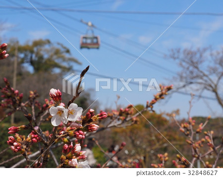 Onomichi Senkoji mountain ropeway and scenery of cherry blossoms Onomichi Senkoji mountain ropeway and scenery of cherry blossoms 32848627