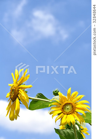 向日葵（向日葵） 32848644