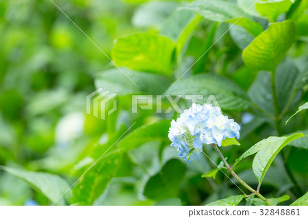 hydrangea   32848861