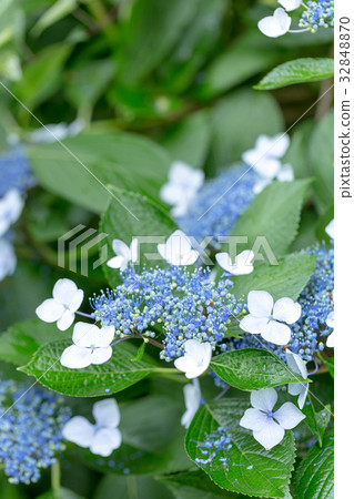 繡球 繡球 32848870