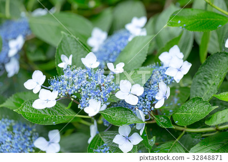 繡球 繡球 32848871