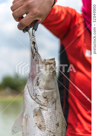 拿著被捉住的鱸魚（鈴木）的手 32849900