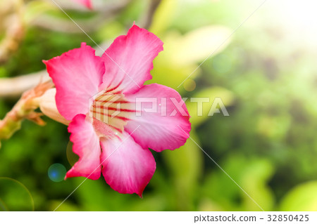 Azalea flowers 32850425