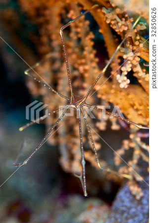 Ortomanmugiwara shrimp 32850626