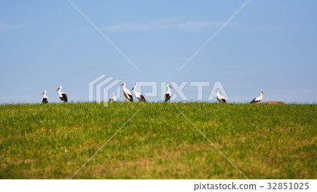 Flock of storks on the field 32851025