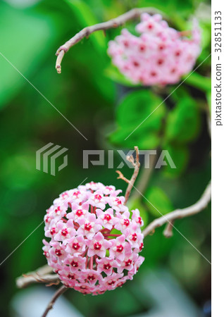 pink hoya flower 32851133