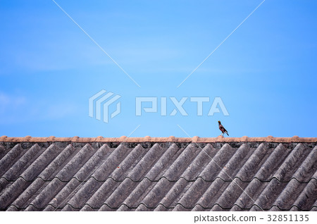 mynah bird perching on roof 32851135