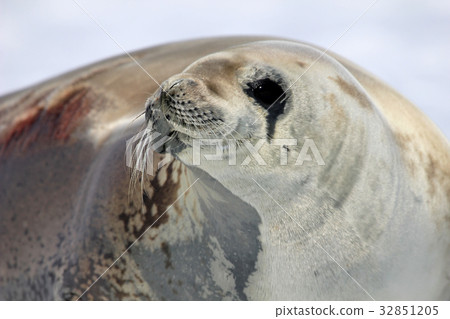 Crabeater seal on ice floe, Antarctic Peninsula Crabeater seal on ice floe, Antarctic Peninsula 32851205