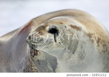 Crabeater seal on ice floe, Antarctic Peninsula Crabeater seal on ice floe, Antarctic Peninsula 32851212