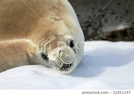 Crabeater seal on ice floe, Antarctic Peninsula Crabeater seal on ice floe, Antarctic Peninsula 32851247
