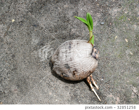 Sprout of coconut tree Sprout of coconut tree 32851258