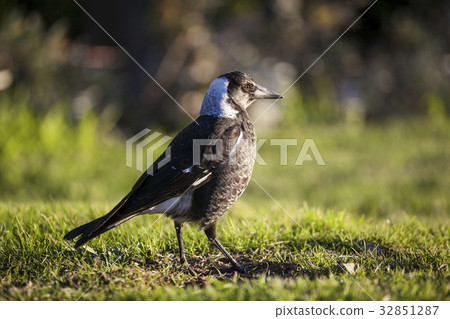 Bird Portrait 32851287
