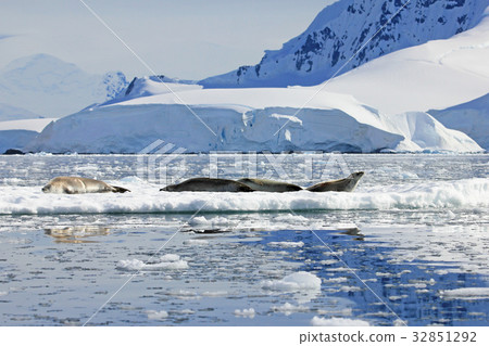 Crabeater seals on ice floe, Antarctic Peninsula Crabeater seals on ice floe, Antarctic Peninsula 32851292
