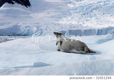 Crabeater seal on ice floe, Antarctic Peninsula Crabeater seal on ice floe, Antarctic Peninsula 32851294