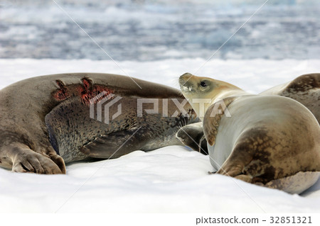 Crabeater seals on ice floe, Antarctic Peninsula Crabeater seals on ice floe, Antarctic Peninsula 32851321