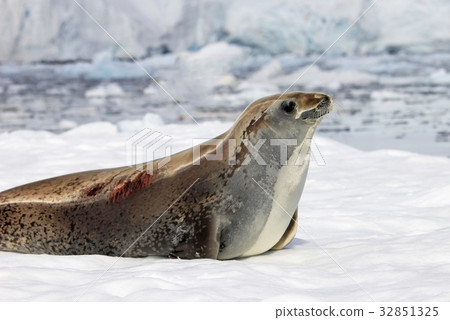 Crabeater seal on ice floe, Antarctic Peninsula 32851325