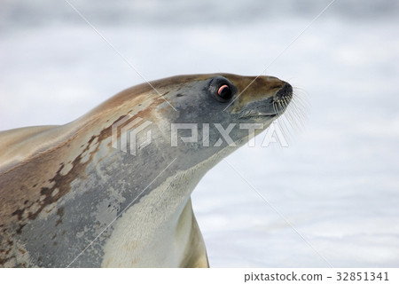 Crabeater seal on ice floe, Antarctic Peninsula 32851341