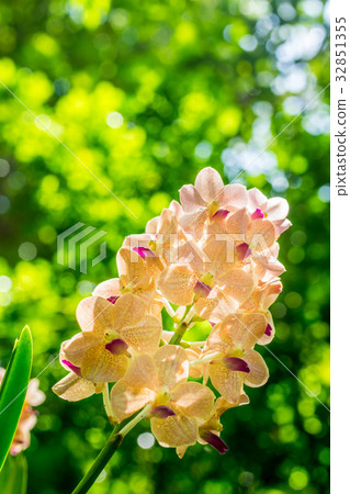 Yellow orchid flowers orchid flowers 32851355