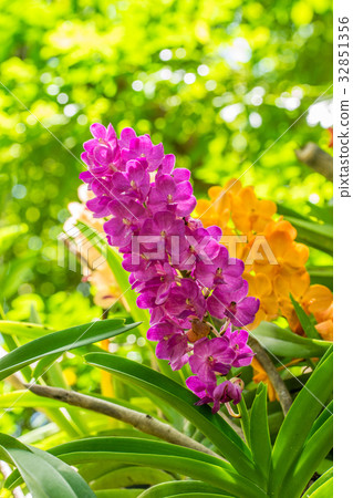 Purple orchid flowers orchid flowers Purple orchid flowers orchid flowers 32851356