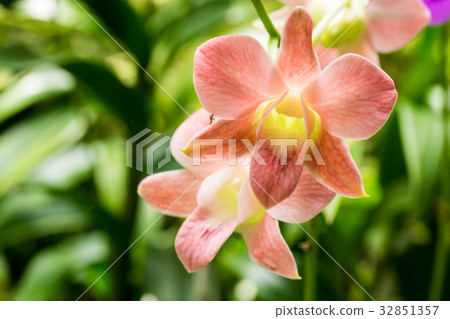 Closeup light pink orchid flowers Closeup light pink orchid flowers 32851357