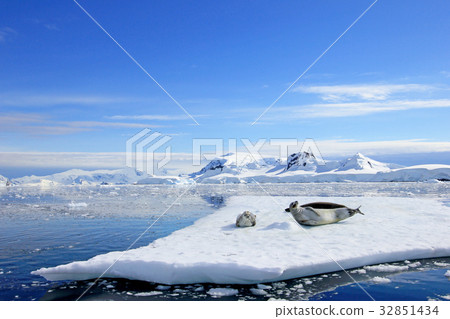Crabeater seals on ice floe, Antarctic Peninsula 32851434