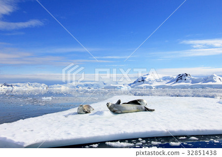 Crabeater seals on ice floe, Antarctic Peninsula Crabeater seals on ice floe, Antarctic Peninsula 32851438