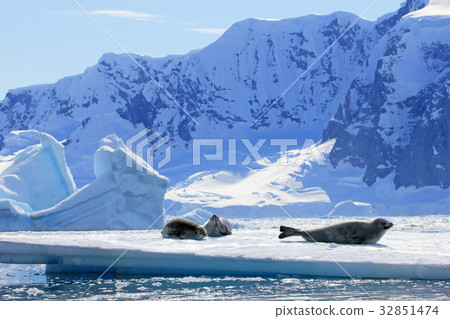 Crabeater seals on ice floe, Antarctic Peninsula 32851474