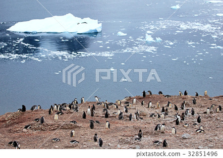Big group of Gentoo penguins in Antarctic Big group of Gentoo penguins in Antarctic 32851496