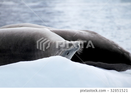Crabeater seal on ice floe, Antarctic Peninsula 32851521