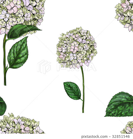 Seamless pattern with flowers of phlox isolated Seamless pattern with flowers of phlox isolated 32851546