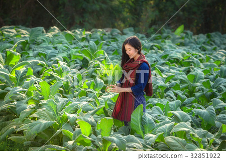 Tobacco Field Woman Laos are harvesting tobacco Tobacco Field Woman Laos are harvesting tobacco 32851922