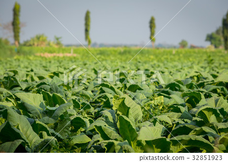 Agriculture Tobacco field in Nong Khai Agriculture Tobacco field in Nong Khai 32851923