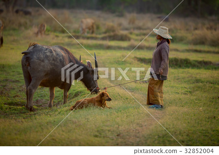 Thai farmers are raising buffalo in the field. 32852004