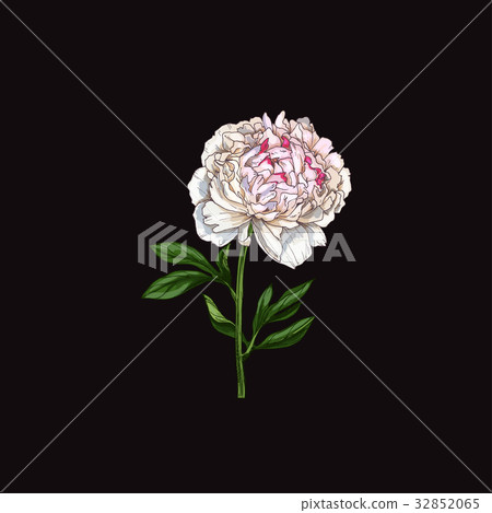 Hand drawn gently pink peony flower isolated - Stock Illustration ...