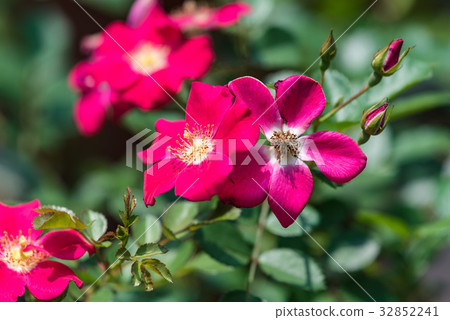 Single rose red rose 32852241