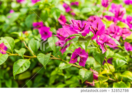 Bougainvillea thorny ornamental vines 32852786