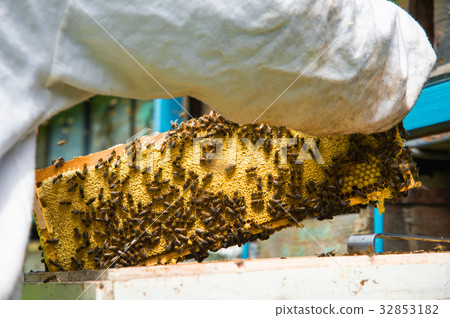The beekeeper keeps a frame with honey sealed with The beekeeper keeps a frame with honey sealed with 32853182